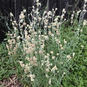 Pseudognaphalium luteoalbum at Dunlop, ACT - 4 Jan 2023