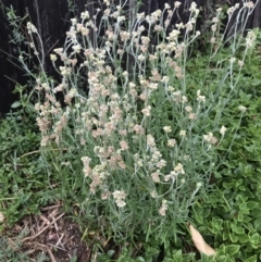 Pseudognaphalium luteoalbum at Dunlop, ACT - 4 Jan 2023