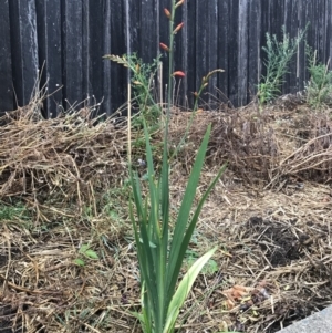 Crocosmia x crocosmiiflora at Dunlop, ACT - 4 Jan 2023