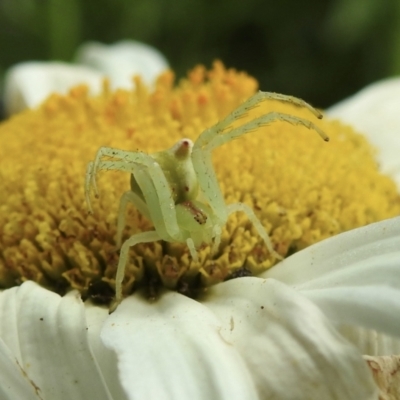 Sidymella rubrosignata (Crab spider) at Wingecarribee Local Government Area - 2 Jan 2023 by GlossyGal