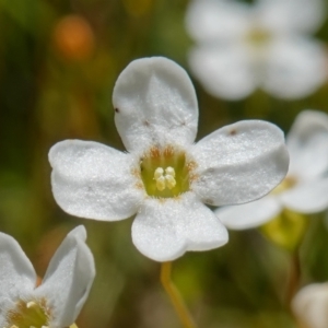 Mitrasacme polymorpha at Sassafras, NSW - suppressed