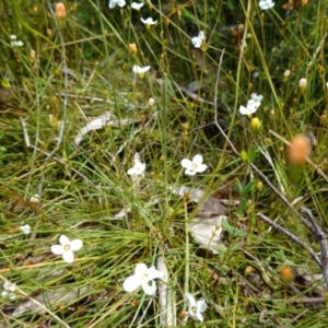 Mitrasacme polymorpha at Sassafras, NSW - suppressed