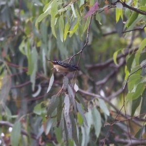 Pardalotus punctatus at Higgins, ACT - 4 Jan 2023 06:35 AM