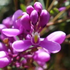 Comesperma ericinum (Heath Milkwort) at Sassafras, NSW - 29 Nov 2022 by RobG1