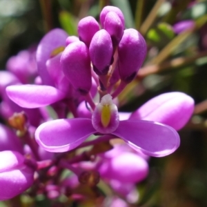 Comesperma ericinum at Sassafras, NSW - suppressed