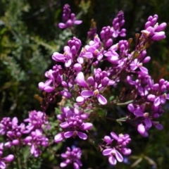 Comesperma ericinum at Sassafras, NSW - suppressed