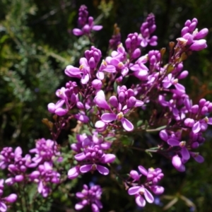 Comesperma ericinum at Sassafras, NSW - suppressed