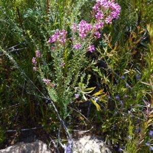 Comesperma ericinum at Sassafras, NSW - suppressed