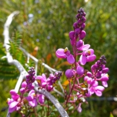 Comesperma ericinum at Sassafras, NSW - suppressed