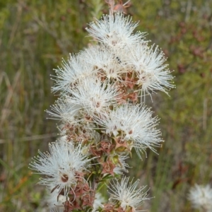 Kunzea ambigua at Vincentia, NSW - suppressed
