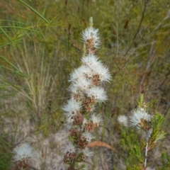 Kunzea ambigua at Vincentia, NSW - 29 Nov 2022