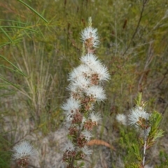 Kunzea ambigua at Vincentia, NSW - suppressed