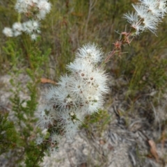 Kunzea ambigua at Vincentia, NSW - 29 Nov 2022