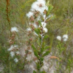 Kunzea ambigua at Vincentia, NSW - suppressed