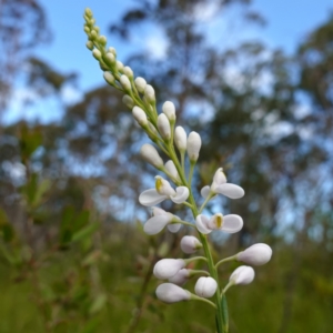 Comesperma ericinum at Vincentia, NSW - 29 Nov 2022
