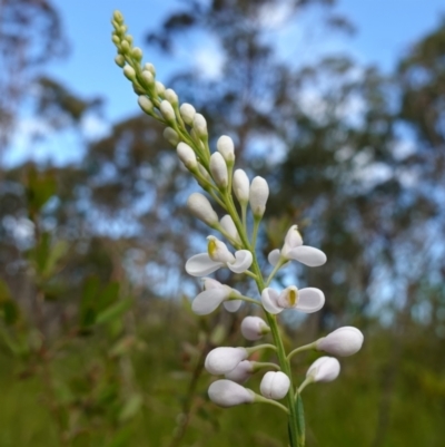 Comesperma ericinum (Heath Milkwort) at Vincentia, NSW - 29 Nov 2022 by RobG1