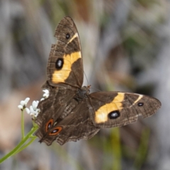 Tisiphone abeona (Varied Sword-grass Brown) at Vincentia, NSW - 29 Nov 2022 by RobG1