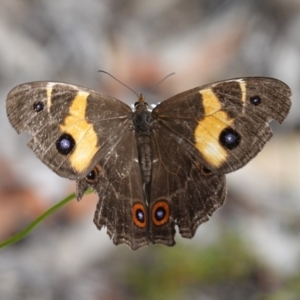 Tisiphone abeona at Vincentia, NSW - 29 Nov 2022 05:40 PM