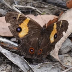 Tisiphone abeona at Vincentia, NSW - 29 Nov 2022