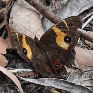 Tisiphone abeona at Vincentia, NSW - 29 Nov 2022 05:40 PM