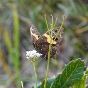 Tisiphone abeona at Vincentia, NSW - 29 Nov 2022