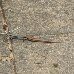 Ctenotus taeniolatus (Copper-tailed Skink) at ANBG - 4 Jan 2023 by HelenCross