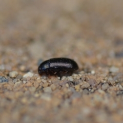 Unverified Beetle (Coleoptera) at Wamboin, NSW - 29 Jan 2021 by natureguy