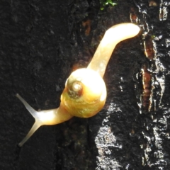 Mysticarion porrectus (Golden Semi-slug) at ANBG - 4 Jan 2023 by HelenCross