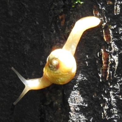 Mysticarion porrectus (Golden Semi-slug) at Acton, ACT - 4 Jan 2023 by HelenCross