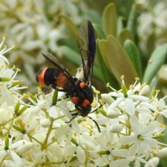 Pterygophorus cinctus (Bottlebrush sawfly) at ANBG - 4 Jan 2023 by HelenCross