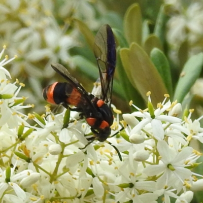 Pterygophorus cinctus (Bottlebrush sawfly) at Acton, ACT - 4 Jan 2023 by HelenCross