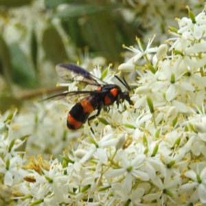 Pterygophorus cinctus at Acton, ACT - 4 Jan 2023