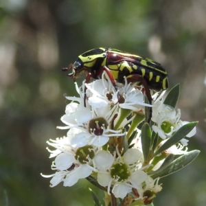 Eupoecila australasiae at Acton, ACT - 4 Jan 2023