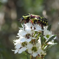 Eupoecila australasiae (Fiddler Beetle) at Acton, ACT - 4 Jan 2023 by HelenCross
