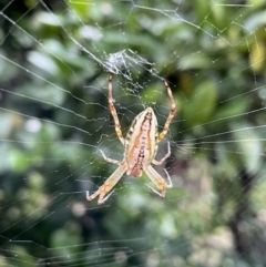 Plebs bradleyi (Enamelled spider) at Lyneham, ACT - 2 Jan 2023 by HelenWay
