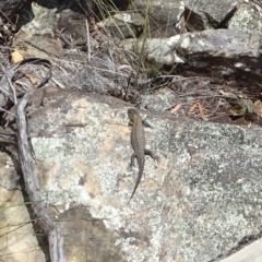 Egernia cunninghami (Cunningham's Skink) at Namadgi National Park - 4 Jan 2023 by GirtsO