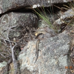 Egernia cunninghami (Cunningham's Skink) at Namadgi National Park - 4 Jan 2023 by GirtsO