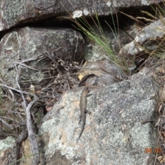 Egernia cunninghami (Cunningham's Skink) at Cotter River, ACT - 4 Jan 2023 by GirtsO