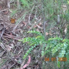 Heteronympha merope (Common Brown Butterfly) at Cotter River, ACT - 4 Jan 2023 by GirtsO