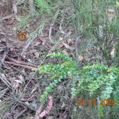 Heteronympha merope (Common Brown Butterfly) at Namadgi National Park - 4 Jan 2023 by GirtsO