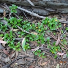 Goodenia hederacea (Ivy Goodenia) at Namadgi National Park - 4 Jan 2023 by GirtsO