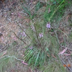 Stylidium armeria subsp. armeria (thrift trigger plant) at Cotter River, ACT - 4 Jan 2023 by GirtsO