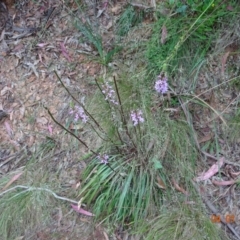 Stylidium armeria subsp. armeria (Trigger Plant) at Cotter River, ACT - 4 Jan 2023 by GirtsO