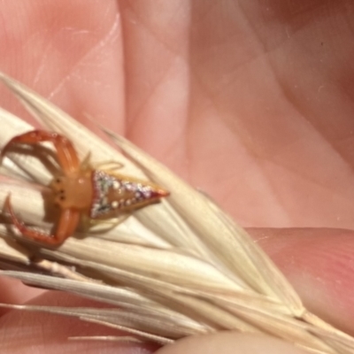 Arkys walckenaeri (Triangle spider) at Higgins Woodland - 3 Jan 2023 by Jillw