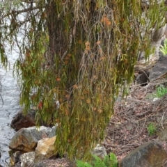 Amyema pendula subsp. pendula (Mistletoe) at Cotter River, ACT - 4 Jan 2023 by GirtsO
