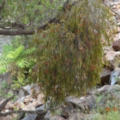 Amyema pendula subsp. pendula at Cotter River, ACT - 4 Jan 2023 03:10 PM