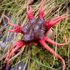 Aseroe rubra (Anemone Stinkhorn) at Paddys River, ACT - 5 Dec 2021 by HelenWay