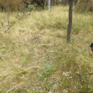 Eryngium ovinum at Hackett, ACT - 4 Jan 2023