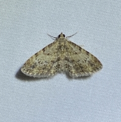 Chloroclystis approximata (Plumed or Cherry Looper) at Numeralla, NSW - 1 Jan 2023 by Steve_Bok