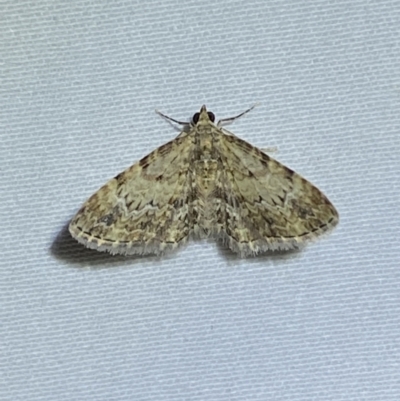 Chloroclystis approximata (Plumed or Cherry Looper) at Numeralla, NSW - 1 Jan 2023 by SteveBorkowskis